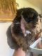 Yorkshire Terrier Puppies for sale in Grand Coteau, LA, USA. price: NA