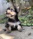 Yorkshire Terrier Puppies for sale in Ashland City, TN 37015, USA. price: NA