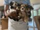 Yorkshire Terrier Puppies for sale in Deltona, FL, USA. price: NA