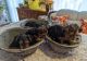 Yorkshire Terrier Puppies for sale in Beaufort, SC, USA. price: $500