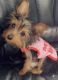 Yorkshire Terrier Puppies for sale in Hazelwood, MO 63042, USA. price: NA