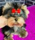 Yorkshire Terrier Puppies for sale in Arkansas City, KS 67005, USA. price: $550