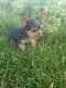 Yorkshire Terrier Puppies for sale in Moroni, UT 84646, USA. price: NA