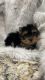 Yorkshire Terrier Puppies for sale in Temecula, CA 92592, USA. price: $7,000