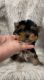 Yorkshire Terrier Puppies for sale in Newport Beach, CA, USA. price: $7,000