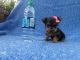 Yorkshire Terrier Puppies for sale in Hacienda Heights, CA, USA. price: $1,499