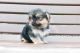 Yorkshire Terrier Puppies for sale in Des Plaines, IL, USA. price: NA
