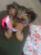 Yorkshire Terrier Puppies for sale in Galt, CA 95632, USA. price: NA