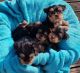Yorkshire Terrier Puppies for sale in Trenton, NJ, USA. price: $500