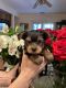 Yorkshire Terrier Puppies for sale in Sacramento, CA, USA. price: $1,500