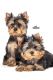 Yorkshire Terrier Puppies for sale in Mumbai, Maharashtra, India. price: 65000 INR