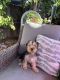 Yorkshire Terrier Puppies for sale in Stockton, CA, USA. price: $350