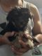 Yorkshire Terrier Puppies for sale in Stratford, CT, USA. price: $1,500