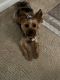 Yorkshire Terrier Puppies for sale in Spring Hill, TN, USA. price: NA