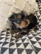 Yorkshire Terrier Puppies for sale in Scottsville, VA 24590, USA. price: $1,000