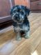 Yorkshire Terrier Puppies for sale in Greenwood, IN, USA. price: NA