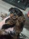 Yorkshire Terrier Puppies for sale in Jacksonville, AR, USA. price: $2,000