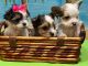 Yorkshire Terrier Puppies for sale in Panama City, FL, USA. price: $1,400