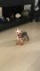 Yorkshire Terrier Puppies for sale in San Mateo, CA, USA. price: $1,000