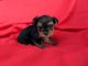 Yorkshire Terrier Puppies for sale in Hacienda Heights, CA, USA. price: $1,499