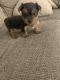 Yorkshire Terrier Puppies for sale in Riverside, CA, USA. price: $600