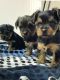 Yorkshire Terrier Puppies for sale in Sylvester, GA 31791, USA. price: NA