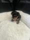 Yorkshire Terrier Puppies for sale in Bracey, VA, USA. price: NA