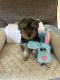 Yorkshire Terrier Puppies for sale in 9800 Boston Rd, North Royalton, OH 44133, USA. price: NA