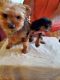 Yorkshire Terrier Puppies for sale in Kathleen, GA 31047, USA. price: $1,200