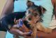 Yorkshire Terrier Puppies for sale in Hiram, GA, USA. price: $900