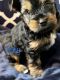 Yorkshire Terrier Puppies for sale in Riverview, FL, USA. price: $800