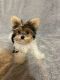 Yorkshire Terrier Puppies for sale in Chesapeake, VA, USA. price: $1,000