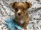 Yorkshire Terrier Puppies for sale in Jonestown, TX, USA. price: $950