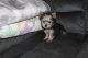 Yorkshire Terrier Puppies for sale in Stanton, MO, USA. price: $3,500