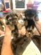 Yorkshire Terrier Puppies for sale in Ocala, FL, USA. price: $1,200