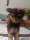 Yorkshire Terrier Puppies for sale in 3665 W 107th St, Inglewood, CA 90303, USA. price: $800