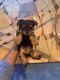Yorkshire Terrier Puppies for sale in Miami, FL, USA. price: $3,500