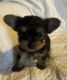 Yorkshire Terrier Puppies for sale in Lafayette, TN 37083, USA. price: $1,700