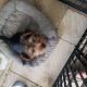 Yorkshire Terrier Puppies for sale in Chatsworth, Los Angeles, CA, USA. price: $1,800
