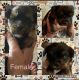Yorkshire Terrier Puppies for sale in Bowling Green, KY, USA. price: $800