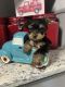 Yorkshire Terrier Puppies for sale in Fort Worth, TX, USA. price: $2,000