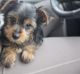 Yorkshire Terrier Puppies for sale in Marion, OH 43302, USA. price: $1,000