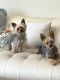 Yorkshire Terrier Puppies for sale in Somerset County, NJ, USA. price: $1,200