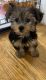 Yorkshire Terrier Puppies for sale in Whitestone, Queens, NY, USA. price: $800