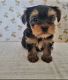 Yorkshire Terrier Puppies for sale in Rialto, CA, USA. price: $1,200