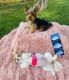 Yorkshire Terrier Puppies for sale in Phoenix, AZ, USA. price: $2,000