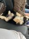 Yorkshire Terrier Puppies for sale in Englewood, CO, USA. price: $500
