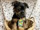 Yorkshire Terrier Puppies for sale in Jonestown, TX, USA. price: $750