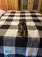 Yorkshire Terrier Puppies for sale in Mineral Wells, WV 26150, USA. price: $550