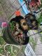 Yorkshire Terrier Puppies for sale in Cumberland, RI 02864, USA. price: $2,200